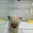 동탄강아지분양 도그데이 네이버블로그