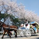 봄 맞으러 경마공원 가자, 2009년 서울경마공원 봄맞이 대축제 이미지