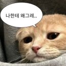아이패드프로 m4 11인치 256GB 교육할인 구매후기 | 교육할인으로 사면 애플펜슬을 공짜로 준대요...