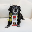 탑 | 강아지 항산화제 추천 아나포유 옥스탑 간영양제 후기