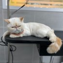 메모리펫살롱 이미지