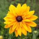 해바라기-Sunflower 이미지