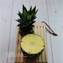 골드파인 이미지