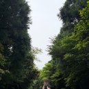 가시리 | 제주 흐린날 가볼만한 곳 가시리숲길 포토존