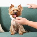 아기강아지 이미지