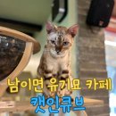 캣인큐브 이미지