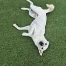 옥스포독 이미지