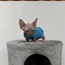 옥천동물병원 | 옥천 유기동물보호센터 페키니즈입양 행복을 이룰수있도록