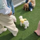 네이버 펫 반려동물 인플루언서 모임 가낳네키 정모후기