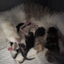 녹색지대(2호점)/레드캣샵 | 메인쿤분양 전국에서 찾아오는 대구 메인쿤캐터리 도레미캣