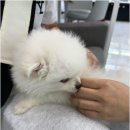 버디독 강아지분양 안심분양센터 김포점 이미지