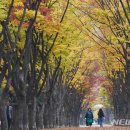 나무사이로 이미지