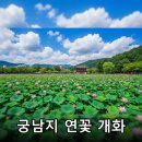 조경BJ | 2026 부여 서동연꽃축제: 천만 송이 연꽃이 피어나는 궁남지