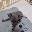 하운드펫 이미지