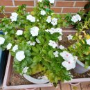 대구유천초등학교 이미지