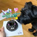 반이크(Baniik) 이미지