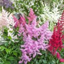 노루오줌(노루풀이 승마, astilbe) 꽃 이미지