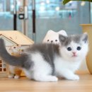 분당고양이분양 나비캣 이미지