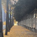 은행나무집앞 이미지