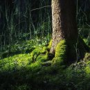 [BGM]빛이 들어오지 않는 숲, 블랙 포레스트(Black Forest) 이미지