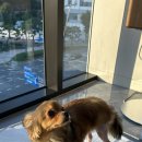 원 동물병원 | [부산] 강아지 슬개골 탈구 수술 병원 후기🐶🤎 부산 동물병원 후기🔥🔥(내돈내산)