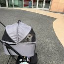 롯데애견 이미지