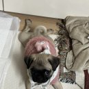 닥터페티앙동물병원 | 일상) 용인 닥터페티앙 동물병원 찐후기 그리고 간단한 강아지 닭죽 레시피