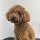 허니모모 애견미용실 이미지