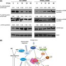 Re: Melanoma—Time to fast or time to feast? An interplay between PPARs, met 이미지