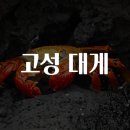 고성대게