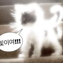 [일본 오타쿠 투어] 지브리 미술관 | 티켓/예약/단편 영화 상영작/후기