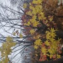 올해 마지막 잎사귀 **^^**. 이미지