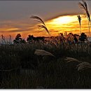 하늘공원 이미지