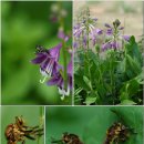 한국의 자원식물. 비비 꼬여서 자라는 취나물, 비비추[紫玉簪] 이미지