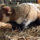 Beauty in Dog's 이미지