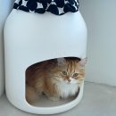 오냥오냥 고양이호텔 이미지