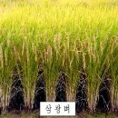 통나무집사람들 네이버블로그