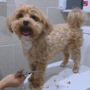 반려견 셀프미용 | 우다다 애견미용 풀세트로 강아지셀프미용 도전 후기