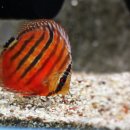 제일전장 이미지