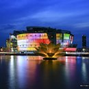 서초연꽃 이미지