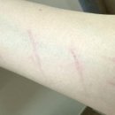 스무살의꿈 동물병원 이미지