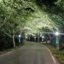 조명군총 이미지