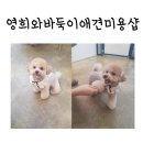 영희와바둑이 애견미용샵 | 하남동애견미용 영희와바둑이애견미용샵 후기