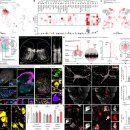 척수 마비환자 '걸을 수 있다' CPG 자극 - RNA시퀀싱과 전사체학 덕분 2022 Nature 이미지