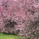 Blossom for you 이미지