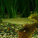 피라미다 이미지