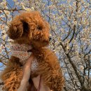 복슬 강아지 이미지