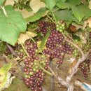 포도향기 이미지