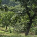 차령농장 이미지