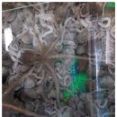20일-활암꽃게, 대눈뽈대, 생물참치, 등택어, 황가오리, 먹갈치, 부세조기, 오징어, 갈치젓갈-목포먹갈치 생선카페 이미지